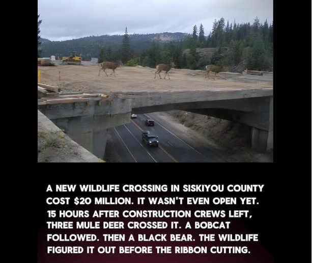 A newly built wildlife crossing bridge stretches over a highway, with three mule deer walking across the top. Cars travel beneath the structure, and forested hills rise in the background. Construction equipment is still visible on the bridge, highlighting how quickly wildlife began using it.