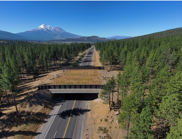   
A forested highway runs beneath a wide wildlife overpass covered in soil and vegetation. Dense pine trees surround the scene, and a snow‑capped mountain rises in the background under a bright blue sky.