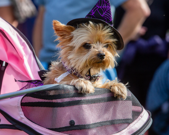  Small dog wearing a black witch hat with purple spiderwebs sits in a pink stroller at an outdoor event, looking toward the camera.