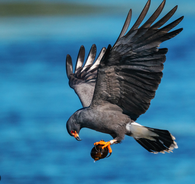A dark gray raptor hovers above bright blue water with wings fully spread, clutching a large apple snail in its orange talons. The bird's hooked beak is pointed toward the snail, and a white patch is visible near the tail feathers. Water droplets fall from the shell as the bird flies over the wetlands.