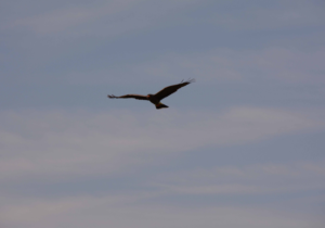 A dark bird of prey glides across a pale blue, lightly clouded sky with wings fully outstretched. The bird is silhouetted against the sky, showing long wings with spread primary feathers and a slightly fanned tail, centered in a wide expanse of open air.