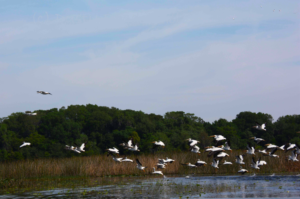 A large flock of white pelicans skims low over a wetland marsh, flying above shallow water and tall reeds. A dense line of green trees stretches across the background beneath a pale blue sky with wispy clouds. Several pelicans are just lifting off from the water while others soar in formation, creating a dynamic wildlife scene.