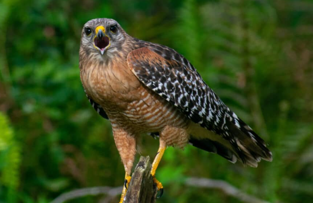 Brown and white raptor perched on a broken wooden stump, facing the camera with its beak open. The bird has barred underparts, patterned wings, and yellow legs, with lush green foliage blurred in the background.