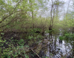 Flooded woodland with shallow, still water reflecting thin tree trunks and fresh spring foliage. Dense green shrubs and low branches surround the wetland, with muddy ground, fallen limbs, and patches of vegetation visible along the water's edge. Soft daylight filters through the canopy, creating a peaceful swamp-like scene.