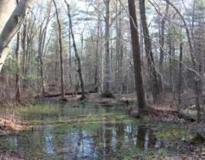 A shallow woodland wetland reflects tall trees and bare branches on a calm spring day. Patches of green aquatic vegetation float on the water's surface, while leaf litter and fallen logs line the edges. Sunlight filters through a mix of deciduous and evergreen trees, creating a quiet forest scene.
