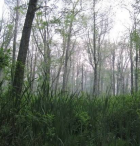Misty wetland forest with tall reeds and dense green vegetation in the foreground. Slender tree trunks rise through a light fog, with sparse spring foliage visible against a pale, overcast sky. The scene has a quiet, swamp-like atmosphere with muted greens and grays.