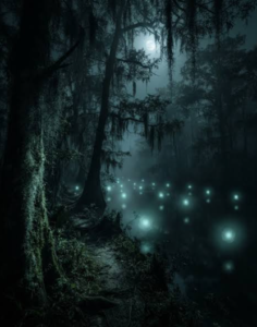 Moonlit Hockomock Swamp at night, with towering moss-draped trees lining a narrow woodland path. Dozens of glowing blue-green lights hover above the dark water, creating an eerie, haunted atmosphere beneath the misty October sky. The scene is illuminated by pale moonlight filtering through the dense forest, evoking legends and folklore associated with the mysterious swamp.