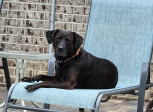Oscar the Labrador relaxes in a lawn chair like a seasoned witness, calmly surveying the scene and appearing ready to offer testimony on the neighborhood squishing trail from the comfort of a front-row seat.