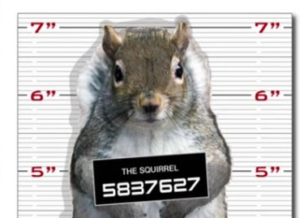 Humorous fake mug shot of a squirrel holding a booking number in front of a height chart, styled like a police arrest photo.
