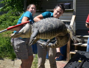 Two wildlife handlers carry a large alligator across a sunny outdoor area near a building. The alligator is suspended horizontally, with its mouth secured by a red restraint pole. A pickup truck is parked nearby, and greenery surrounds the scene. The handlers wear matching blue shirts and khaki shorts while supporting the animal's weight.