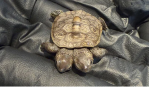 "Two-headed turtle rescued by the New England Wildlife Center rests on a dark surface, showing its rare and unusual dual-headed anatomy."