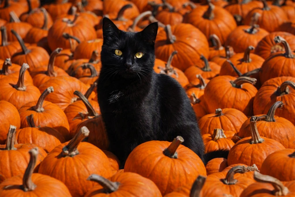 Black cat sitting in a pumpkin patch
