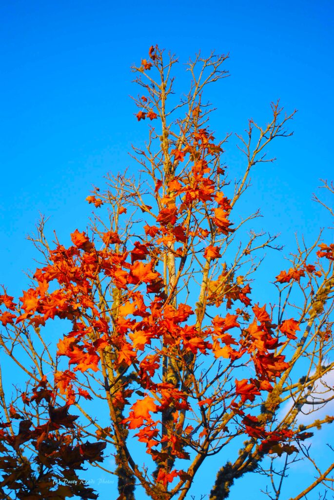 Bright orange and red autumn leaves on a tall tree set against a vivid blue sky, capturing the color and clarity of early fall.