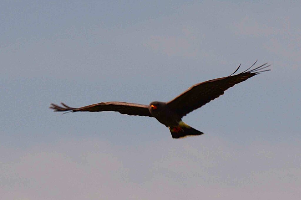 A dark bird of prey glides across a pale evening sky with wings fully outstretched. The bird is silhouetted against the fading light, with a small patch of lighter color visible near the tail and a bright reflection at the eye. The image captures the bird in flight from a distance against an uncluttered background.