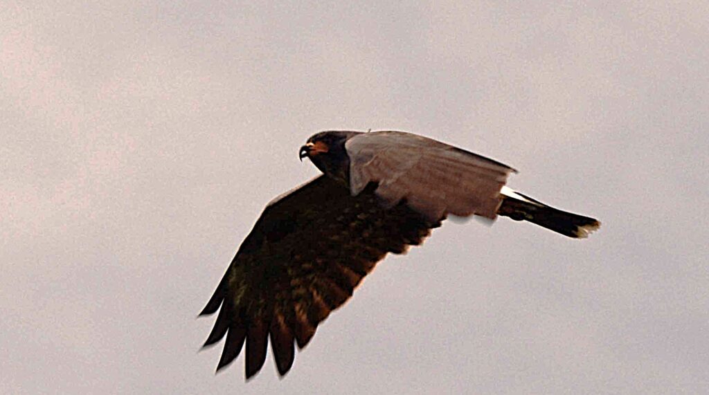 A dark-and-light raptor in flight against a pale sky, viewed from the side. The bird's broad dark wings are fully extended, while the body, head, and upper wing coverts appear lighter gray. A hooked beak and long tail are visible as the bird glides through open air.
